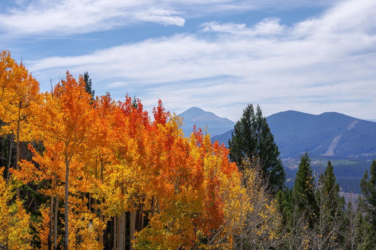 Fall foliage in Colorado. Aspen trees with yellow and orange leave. Mountains in the background.